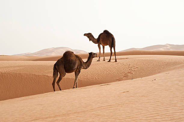 istock Two Camels in the Desert 157580824