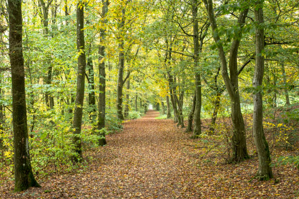 istock Forest in autumn with orange colors 1575808781
