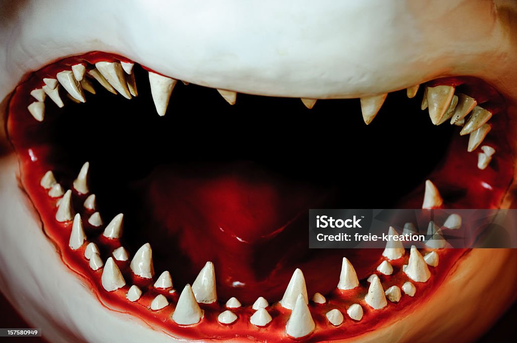 Кулачки патрона - Стоковые фото Большая белая акула роялти-фри