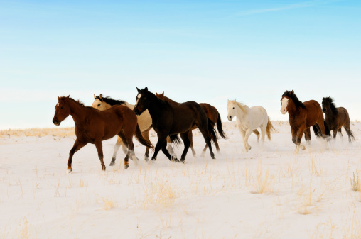 A herd of wild horses running across a snowy winter swept desert.   Big blue sky background and a clean horizon.  Lots of copy space above and below horses.