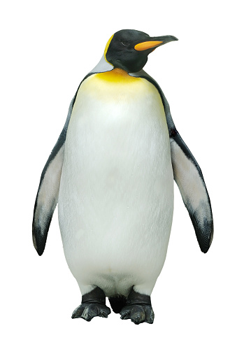 Pingüino emperador photo