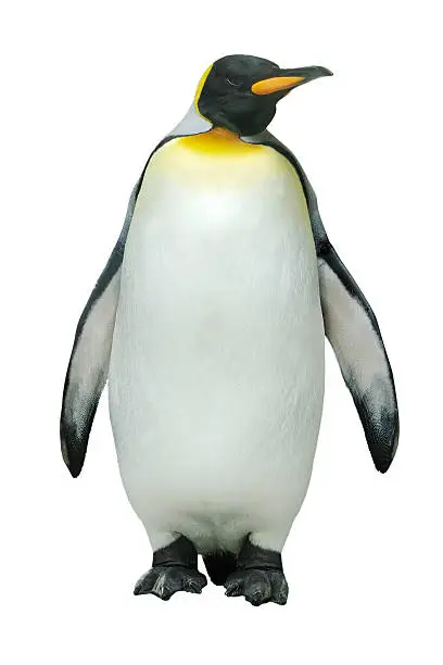 Photo of Emperor penguin against white background
