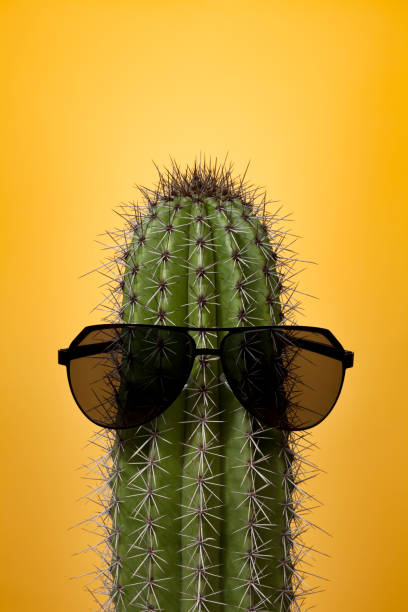 istock Cactus with sunglasses on yellow 157581010