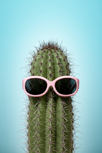 Close up photograph of a cactus with pink sunglasses isolated on blue background.