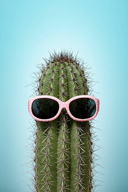 cactus com óculos de sol em azul-de-rosa - pink glasses - fotografias e filmes do acervo
