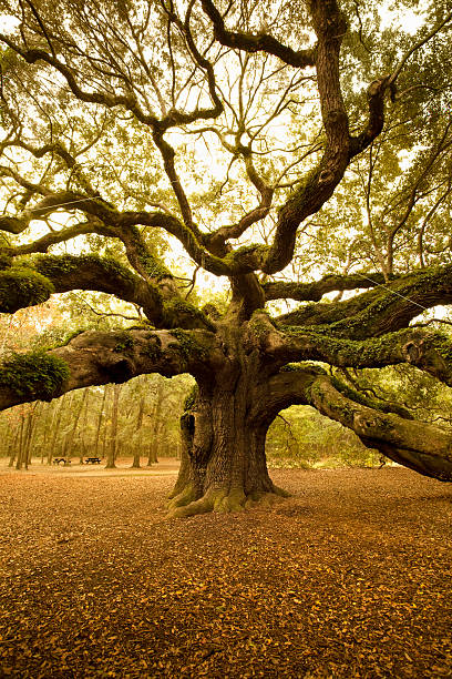 istock Ancient Angel Oak near Charleston 157581123