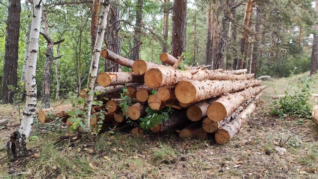 Sawn trees in the forest on the ground. Pile of pine logs, timber. Sawmill, felling. Woodworking industry. Simple video.
