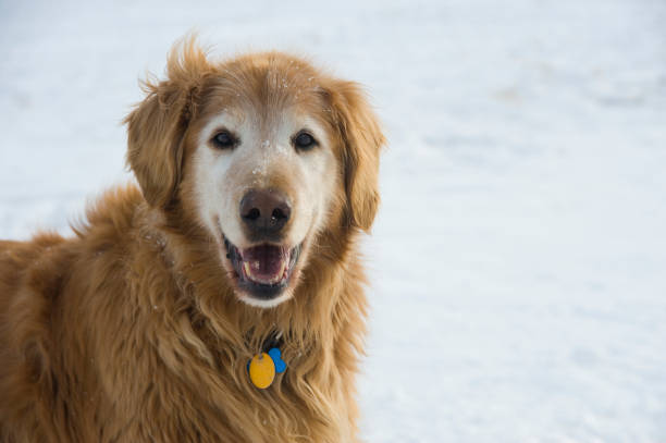 A golden retriever dog running through snow