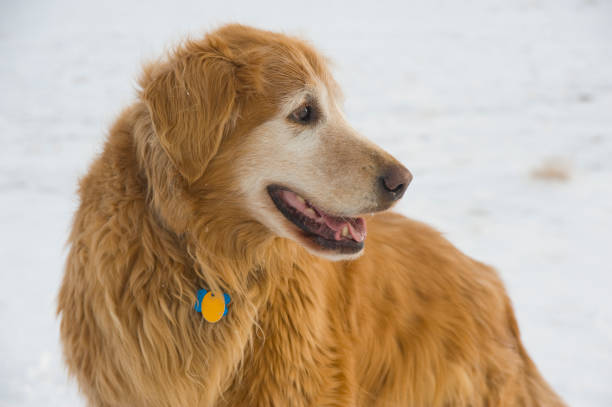 istock Happy Mature Golden Retriever in Snow 157581330