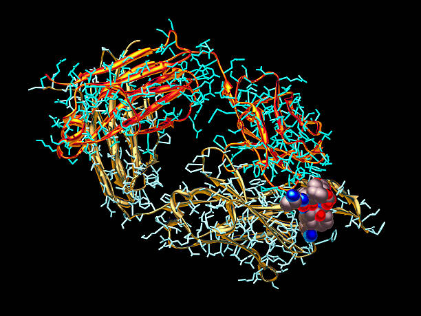 istock Model of HIV Antibody 157581359