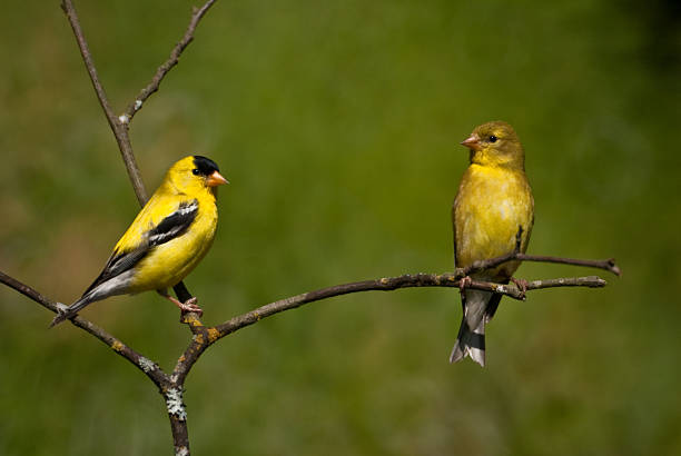 The American Goldfinch (Carduelis tristis) is the state bird of Washington, Iowa and New Jersey. It is a fairly common summer resident to the Pacific Northwest, migrating to the southern USA and Mexico in the winter. This goldfinch pair, perched on a branch, was photographed in Edgewood, Washington State, USA.