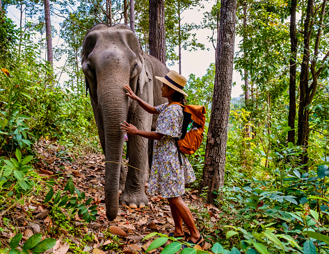 Asian woman visiting an Elephant sanctuary in Chiang Mai Thailand, a girl with an elephant in the jungle of Chiang Mai Thailand.