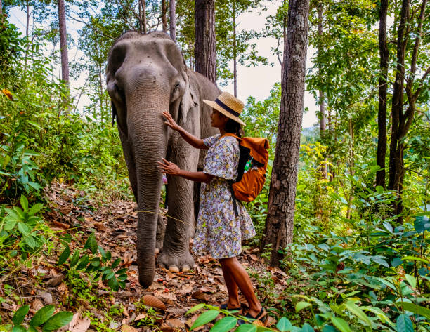 Asian women visiting a Elephant sanctuary in Chiang Mai Thailand, girl with elephant in the jungle Asian woman visiting an Elephant sanctuary in Chiang Mai Thailand, a girl with an elephant in the jungle of Chiang Mai Thailand. elephant handler stock pictures, royalty-free photos & images