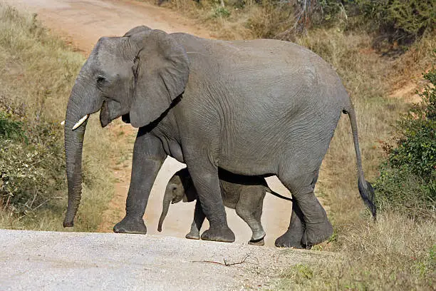 baby elephant with its mother in the Kruger National Park, South Africa