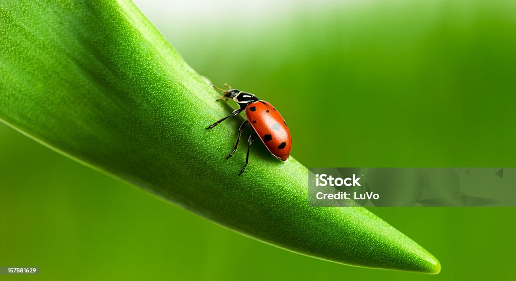 Coccinella - Foto stock royalty-free di Ambiente