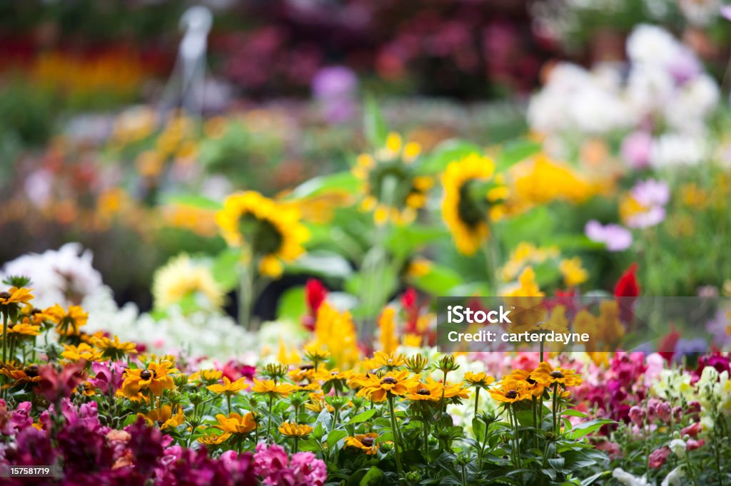 Garden Center Gartenbau-Betrieb mit frischen Frühling Blumen - Lizenzfrei Großgärtnerei Stock-Foto