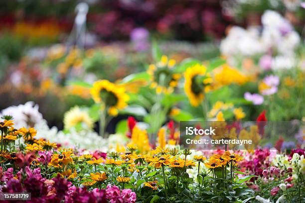 Photo libre de droit de Jardinerie Pépinière Avec Des Fleurs De Printemps banque d'images et plus d'images libres de droit de Jardinerie - Jardinerie, Fleur - Flore, Plante en pot