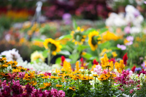 centro per il giardinaggio semenzaio con fiori freschi di primavera - flower shop flower flower market store foto e immagini stock