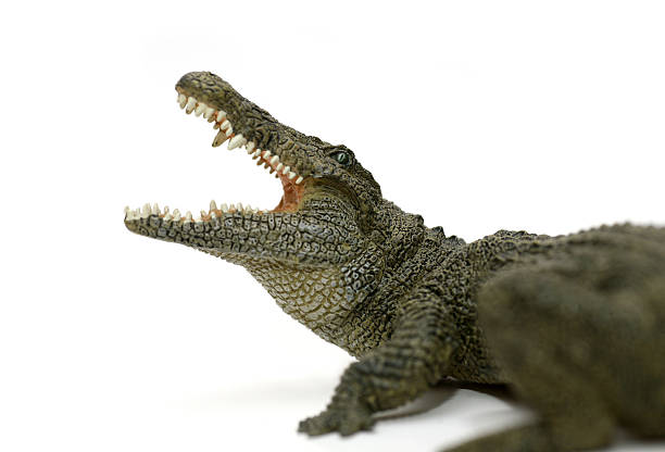 Attacking crocodile isolated on white stock photo