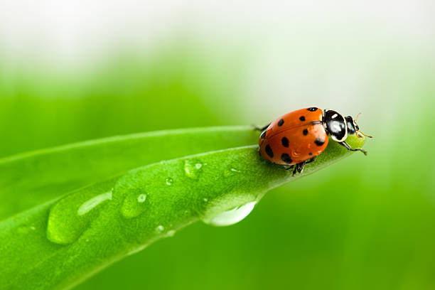 biedronka - ladybug grass leaf close up zdjęcia i obrazy z banku zdjęć