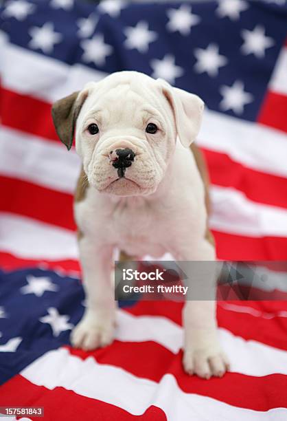 Bulldog Americano En Las Crías Foto de stock y más banco de imágenes de Perro - Perro, Cuatro de julio, Patriotismo