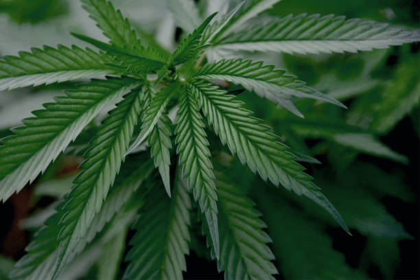 istock Indoor grow hemp leaf 1575818444