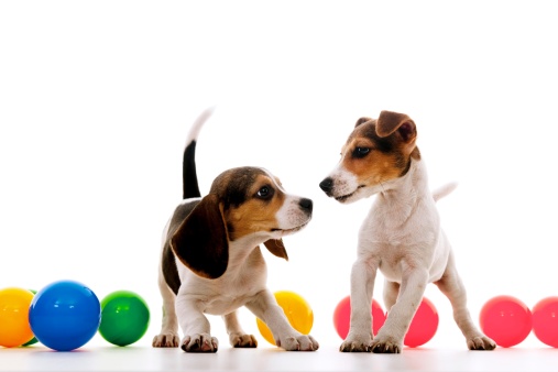 beagle and jack russel are playing with color ball