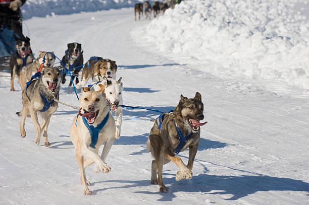 istock Racing Sled Dogs, Yellowknife. 157581924