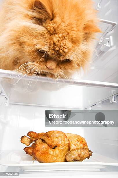 Kot Atak - zdjęcia stockowe i więcej obrazów Dziki kot - Dziki kot, Kot domowy, Kurczak
