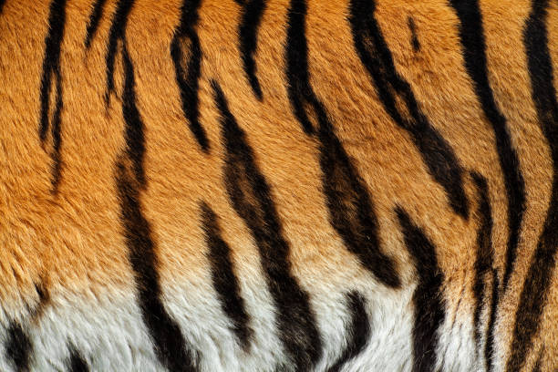 tigerfell xxxl - animal print pictures stock-fotos und bilder