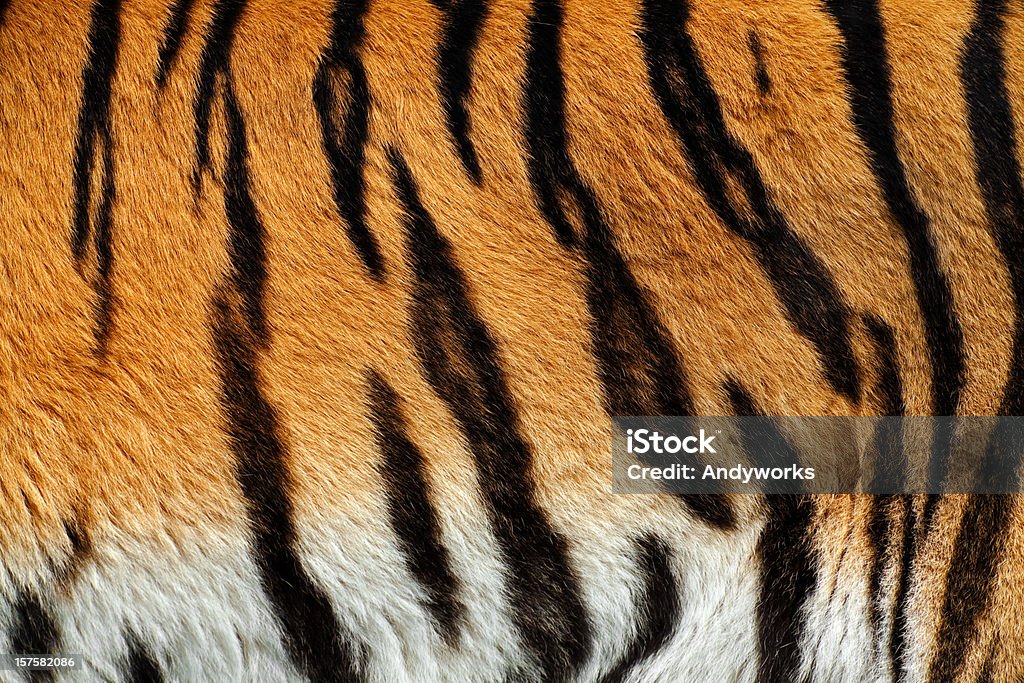 Tygrys Skóra XXXL - Zbiór zdjęć royalty-free (Wzór skóry tygrysa)