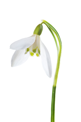 Spring white easter snowdrop flower (Galanthus nivalis) on green stem isolated on white background.