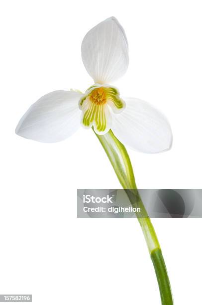 Luxuriöse Galanthus Blume Auf Weißem Hintergrund Stockfoto und mehr Bilder von Blume - Blume, Blüte, Blütenblatt