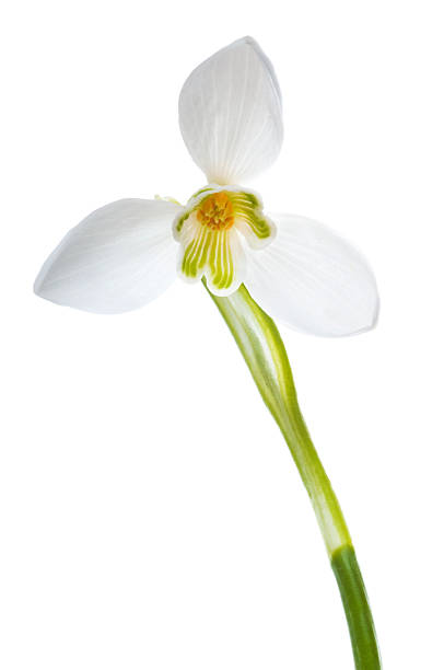 istock Luxury snowdrop flower on white background 157582196