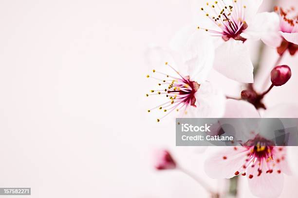 Photo libre de droit de Sakura Cherry Blossom banque d'images et plus d'images libres de droit de Fleur de cerisier - Fleur de cerisier, Macrophotographie, Arbre en fleurs