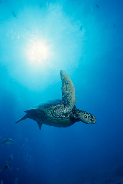 Turtle Flight stock photo