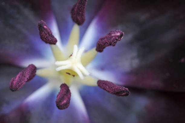 istock Stamen of Tulip 157582293
