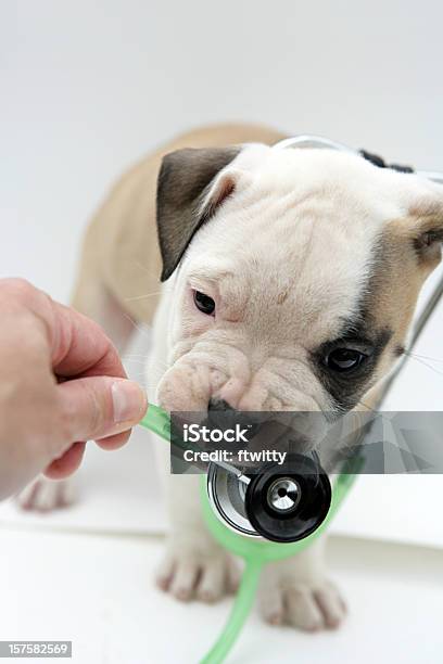 Haustier Fitness Vertikal Stockfoto und mehr Bilder von Bulldogge - Bulldogge, Stethoskop, American Bulldog