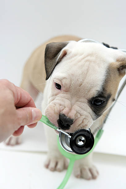 istock Pet Health Vertical 157582569