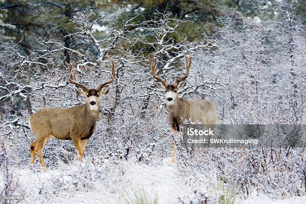 Inverno Bucks - Foto stock royalty-free di Albero