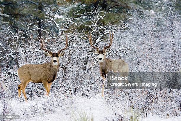 Inverno Bucks - Fotografie stock e altre immagini di Albero - Albero, Ambientazione esterna, Animale