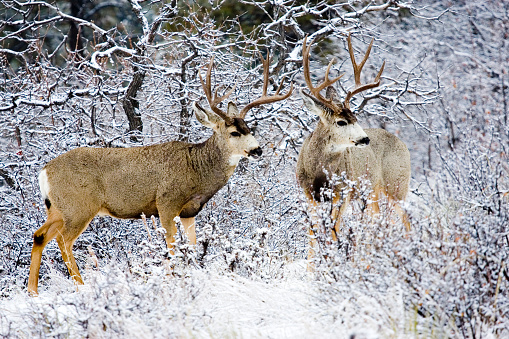 Bucks gather in a clearing on a cold Colorado winter morning.