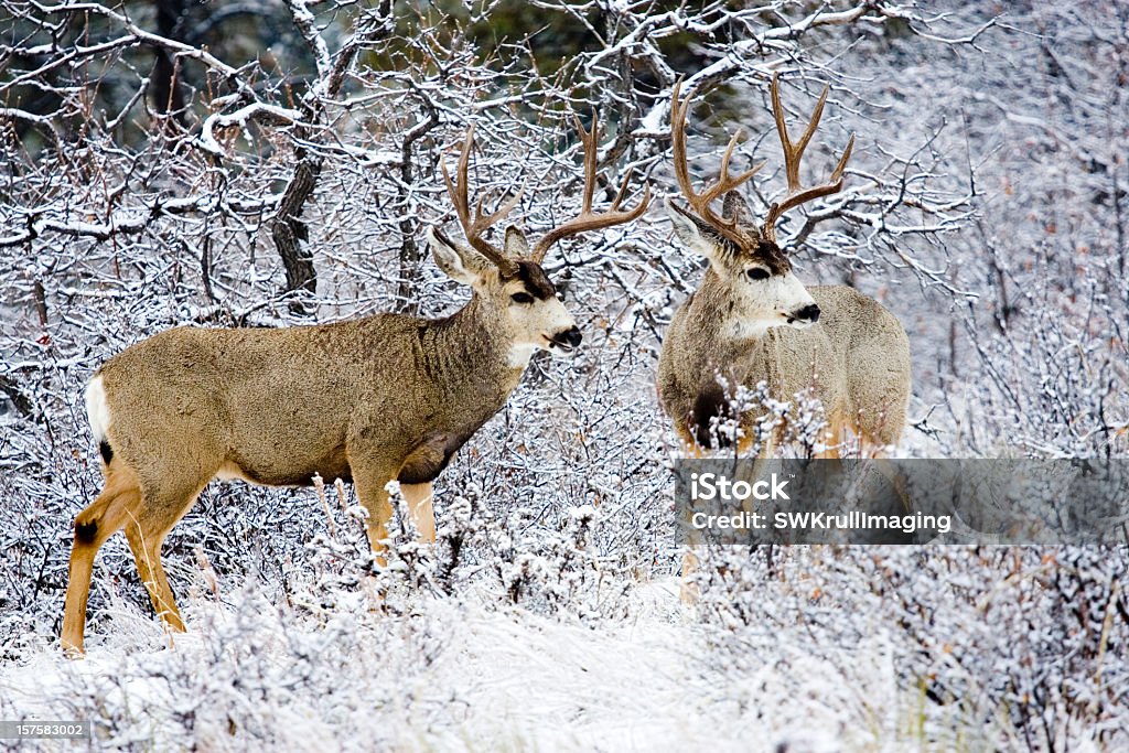 Inverno Bucks - Foto de stock de Animal royalty-free