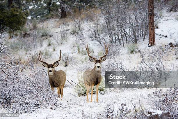 Inverno Bucks - Fotografie stock e altre immagini di Albero - Albero, Ambientazione esterna, Animale