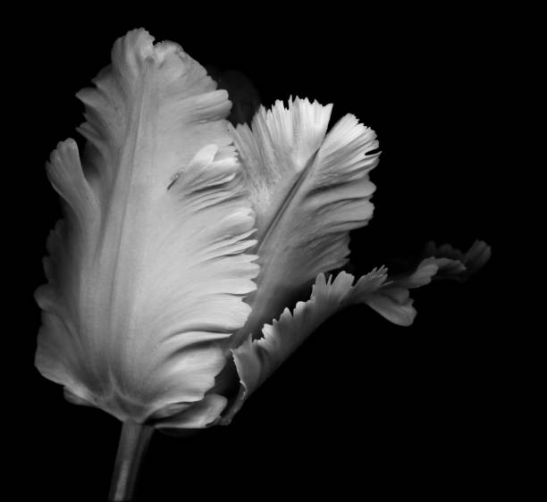 istock Monochrome parrot tulip 157583235