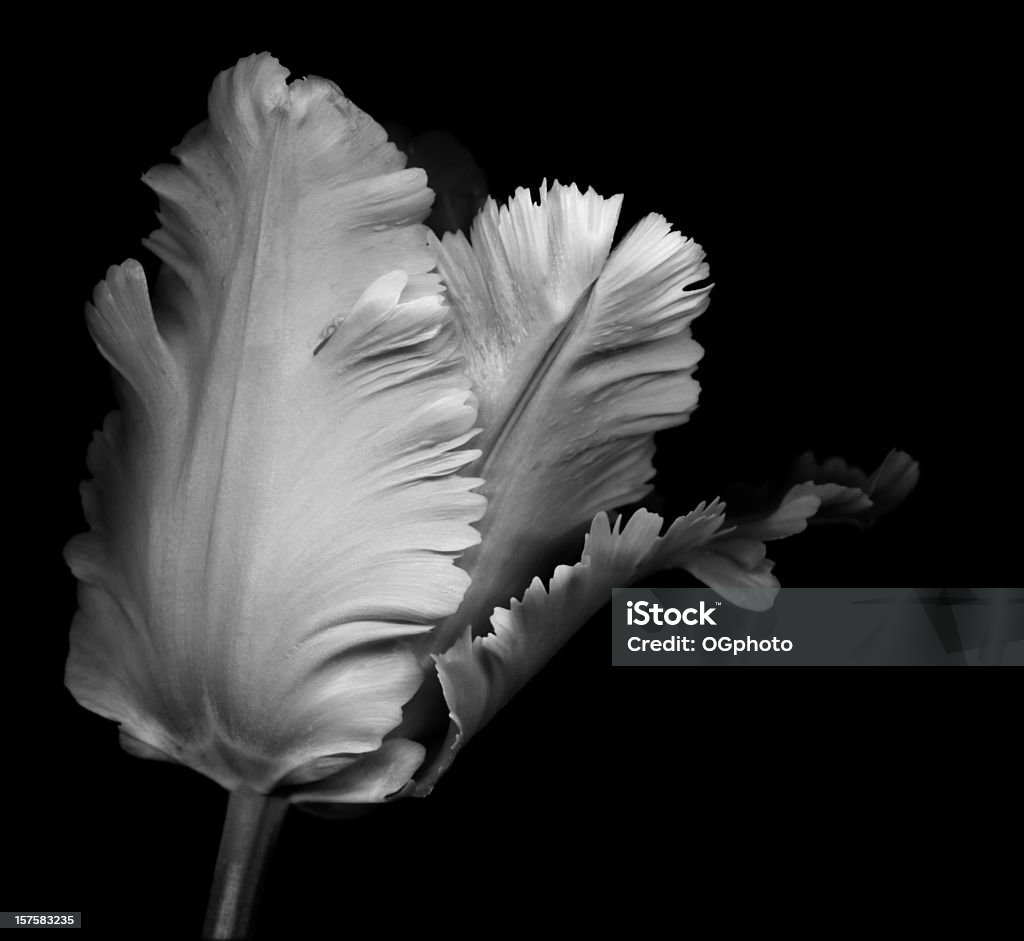 Monochromatyczne Tulipan parrot - Zbiór zdjęć royalty-free (Czarno biały)