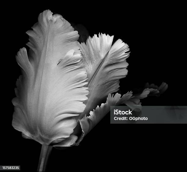 Monochromatyczne Tulipan Parrot - zdjęcia stockowe i więcej obrazów Czarno biały - Czarno biały, Kwiat - Roślina, Tulipan