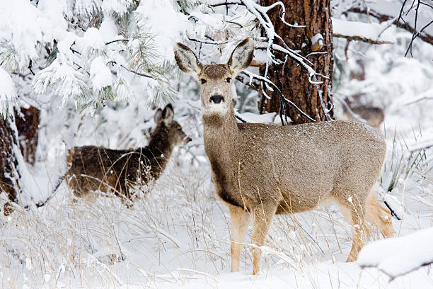 istock Colorado Mule Deer in Wintertime Snow 157583240