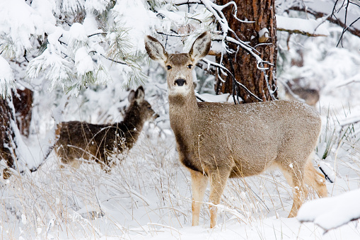 Doe mule deer brave a cold Colorado winter snowstorm.  Snowflakes can be seen falling lazily to the ground against the background.