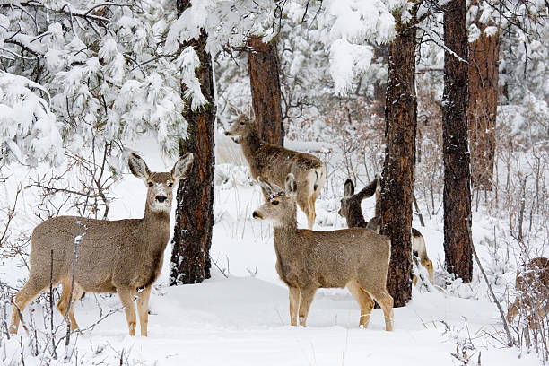 istock Colorado Mule Deer in Wintertime Snow 157583245